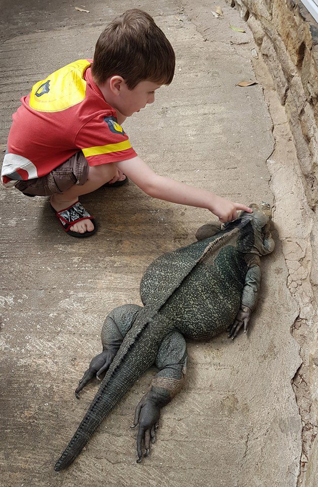 The Jungle Zoo Rhino the iguana