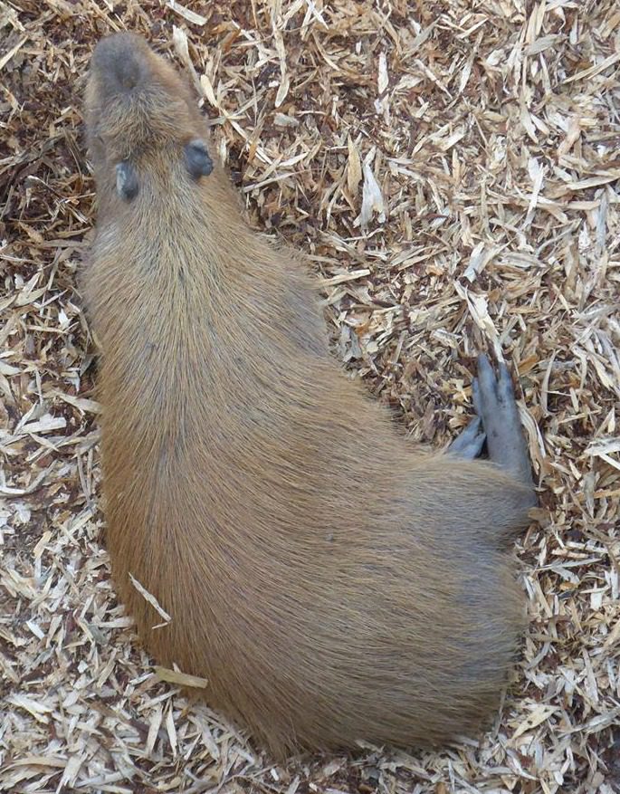 Tapir, tapir at Amazona