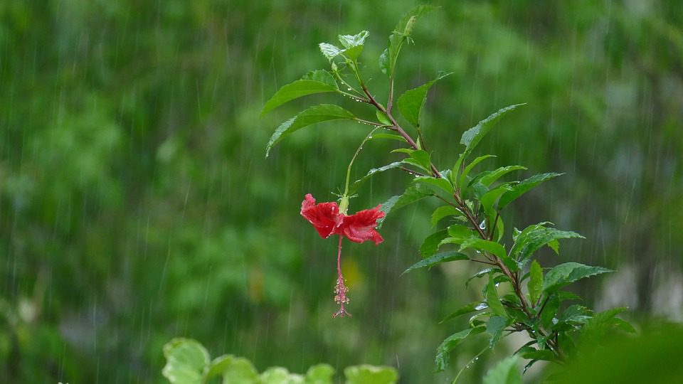flower, rain