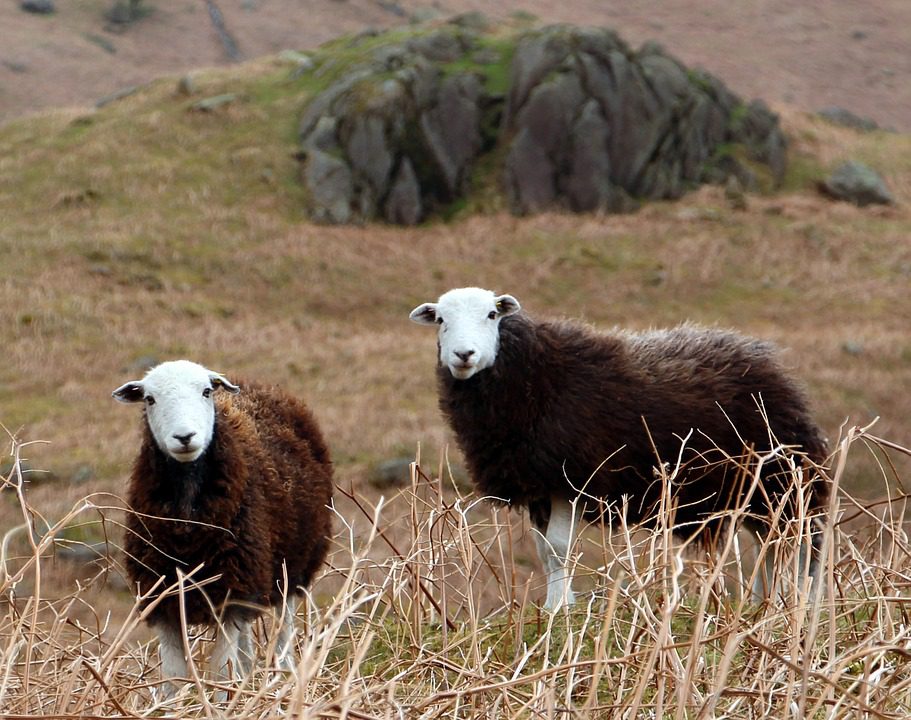Herdwick Lambs