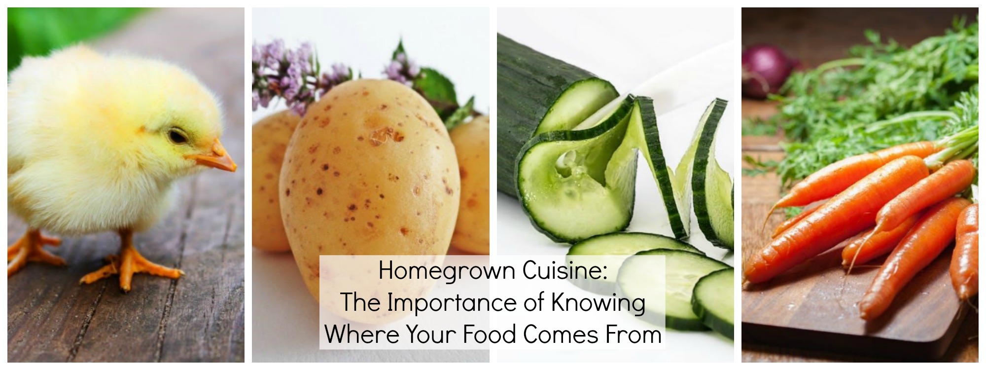 Homegrown Cuisine The Importance of Knowing Where Your Food Comes From