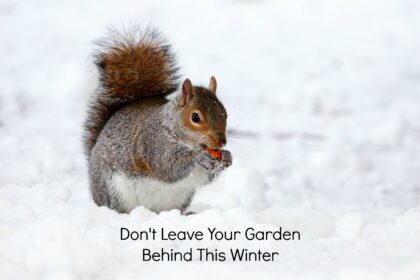 squirrel, snow, squirrel eating nut, squirrel in snow