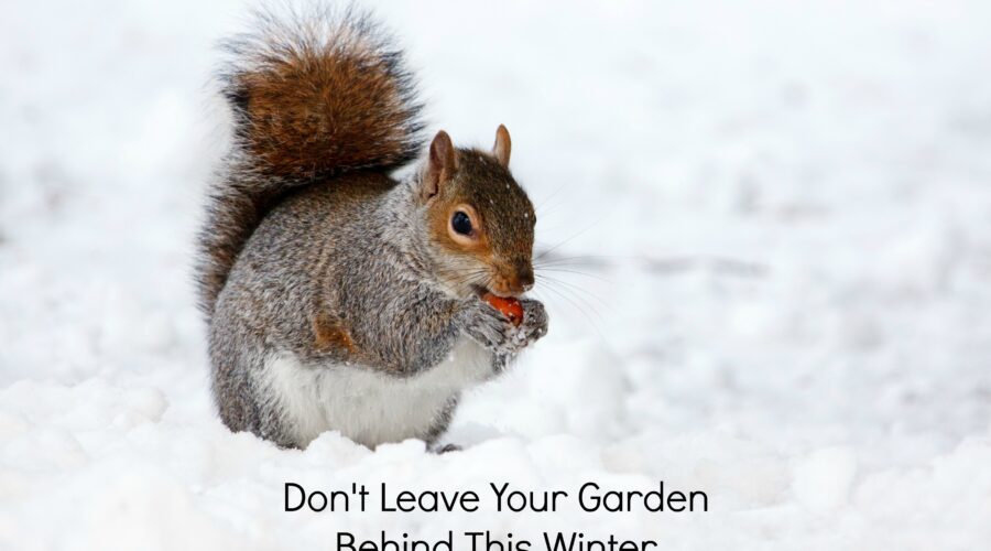 squirrel, snow, squirrel eating nut, squirrel in snow