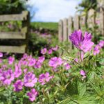 Why We Should All Be Spending More Time in our Gardens, flowers