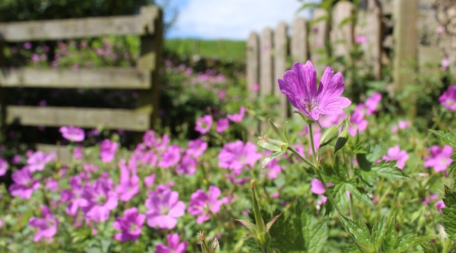 Why We Should All Be Spending More Time in our Gardens, flowers