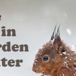 help the wildlife in your garden this winter