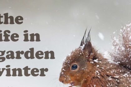 help the wildlife in your garden this winter