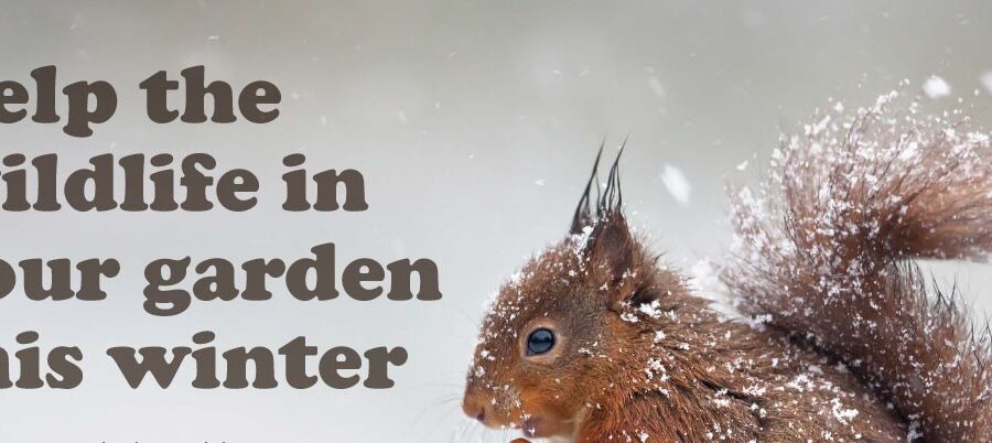 help the wildlife in your garden this winter