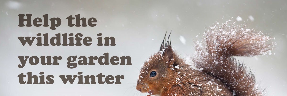 help the wildlife in your garden this winter