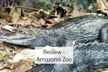 Amazona review