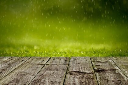 Before The Flood - Tips For A Waterlogged Garden