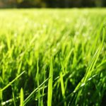 grass in garden