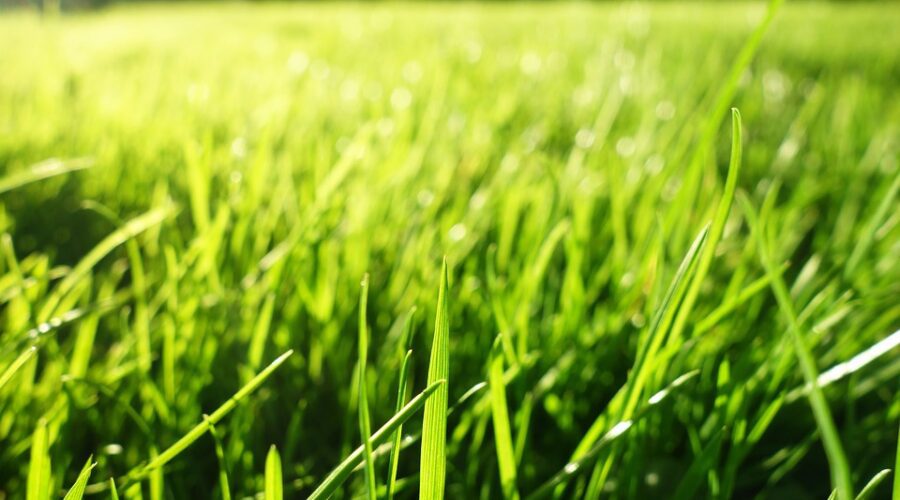 grass in garden