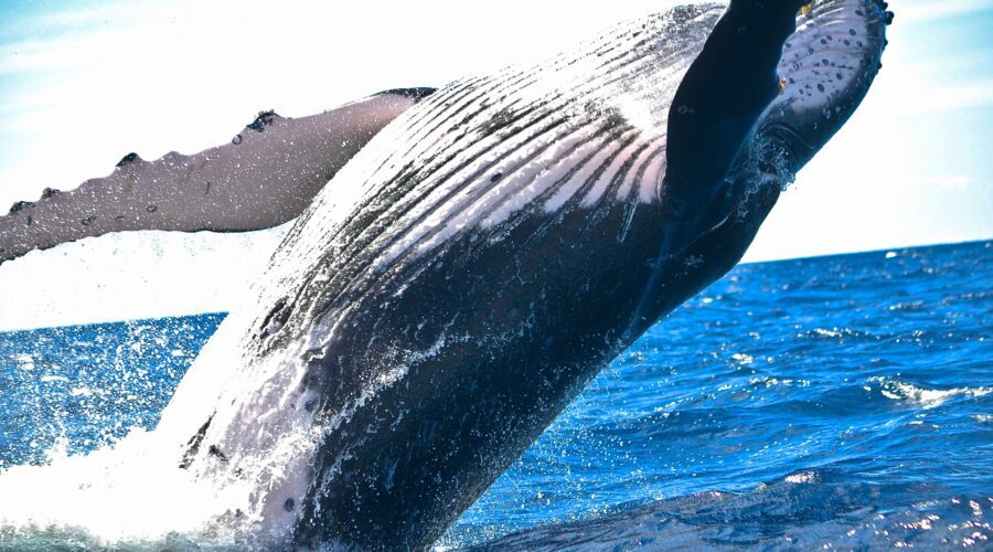 humpback whale