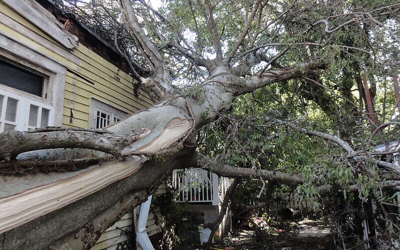 fallen tree