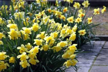 How To Create A Low Maintenance Garden