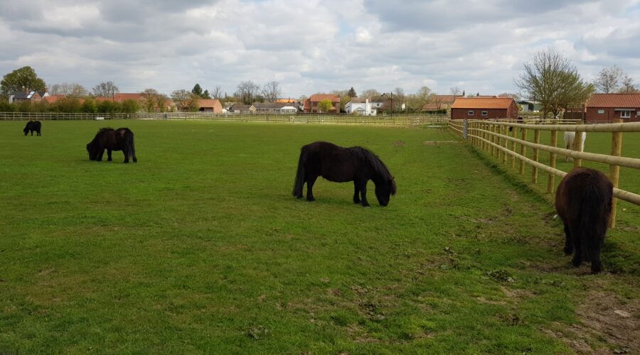 Bransby Horses