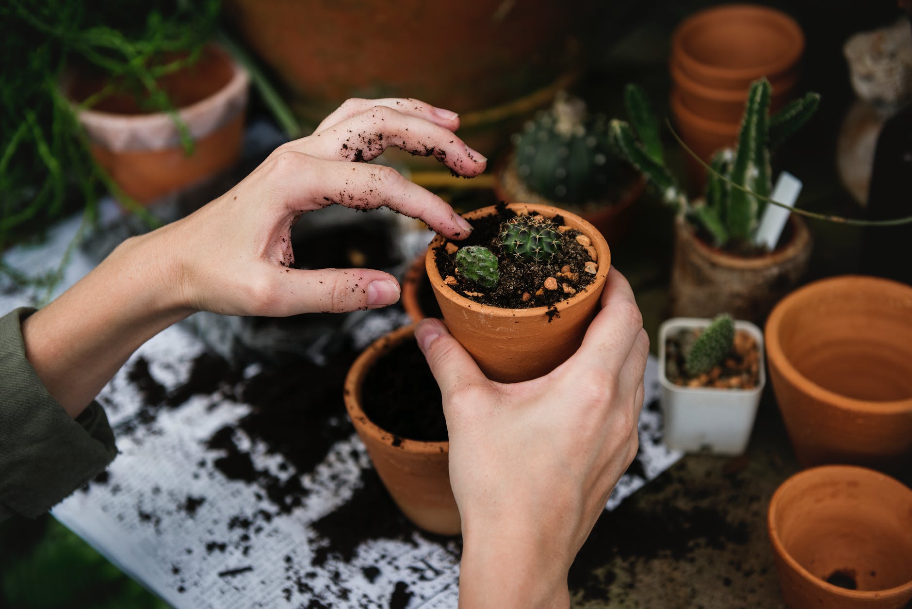 Holding cactus in pot