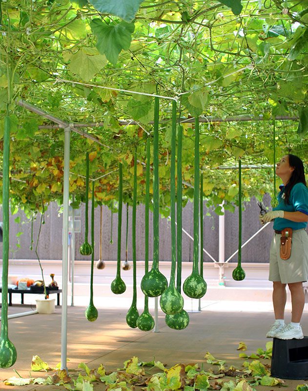 hydroponic lighting tech