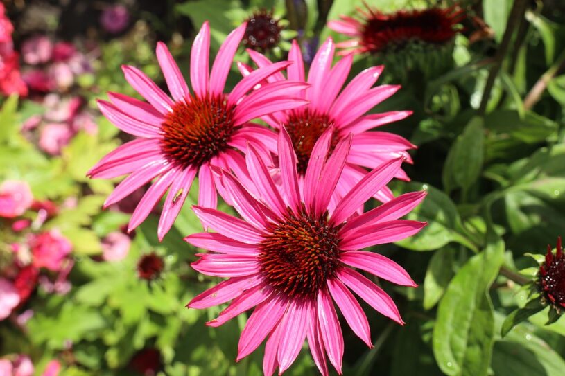 Pink flower, 3 pink flowers