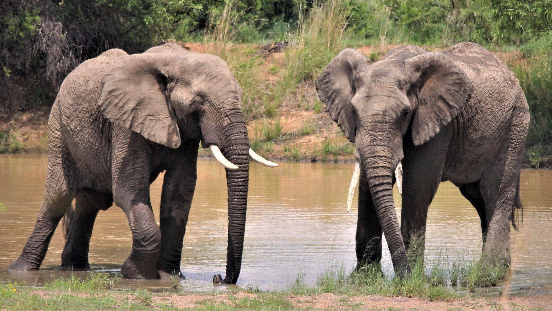 African elephants