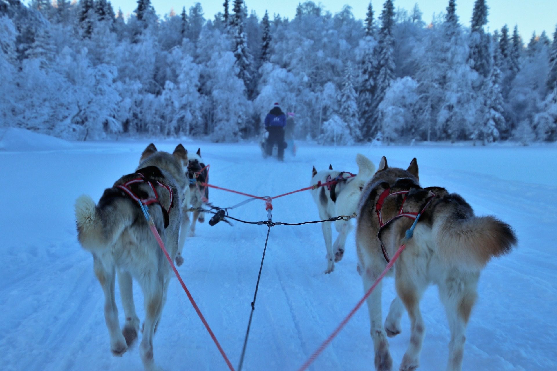 Sled dogs travel