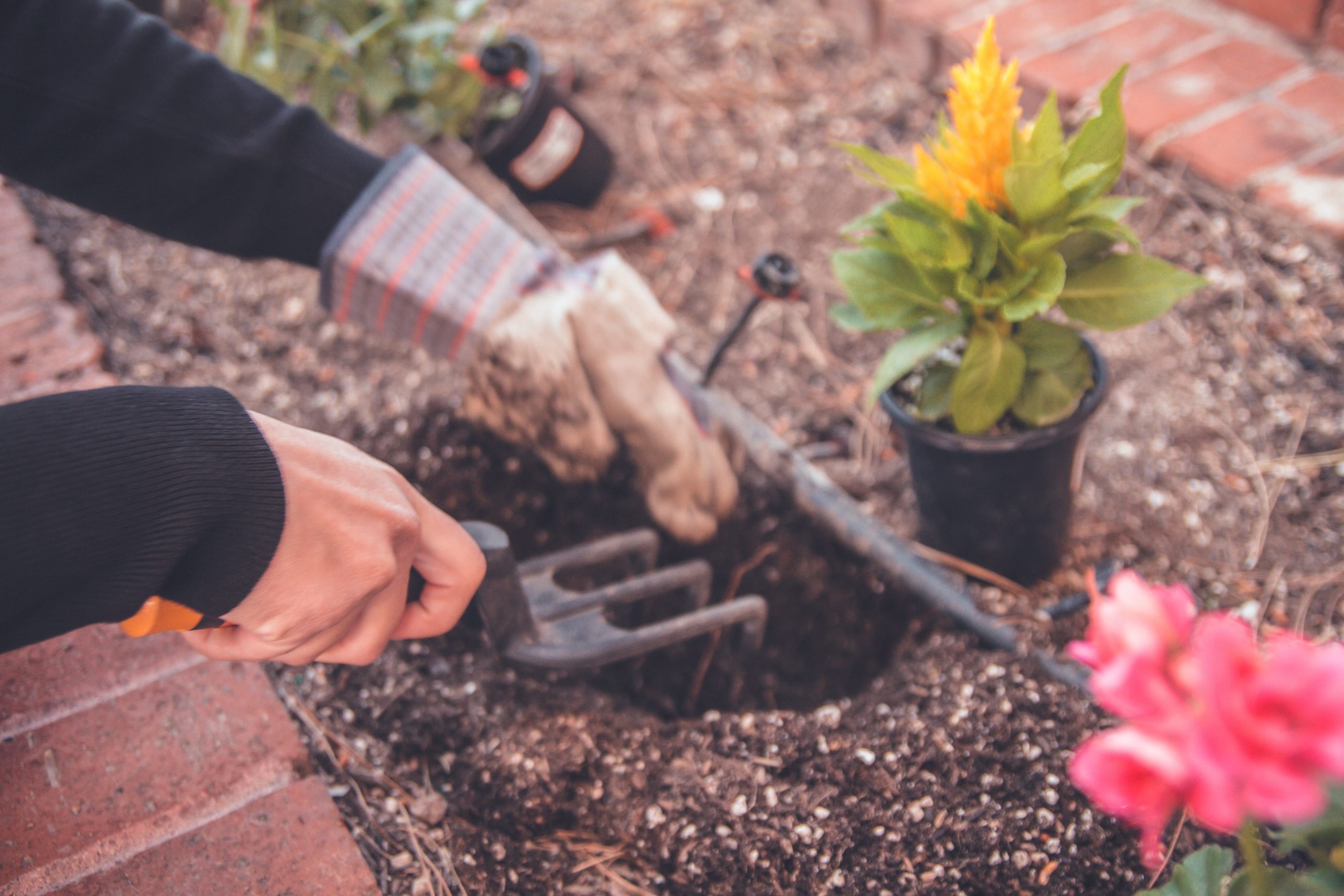 3 Things to Remember When You First Start Gardening