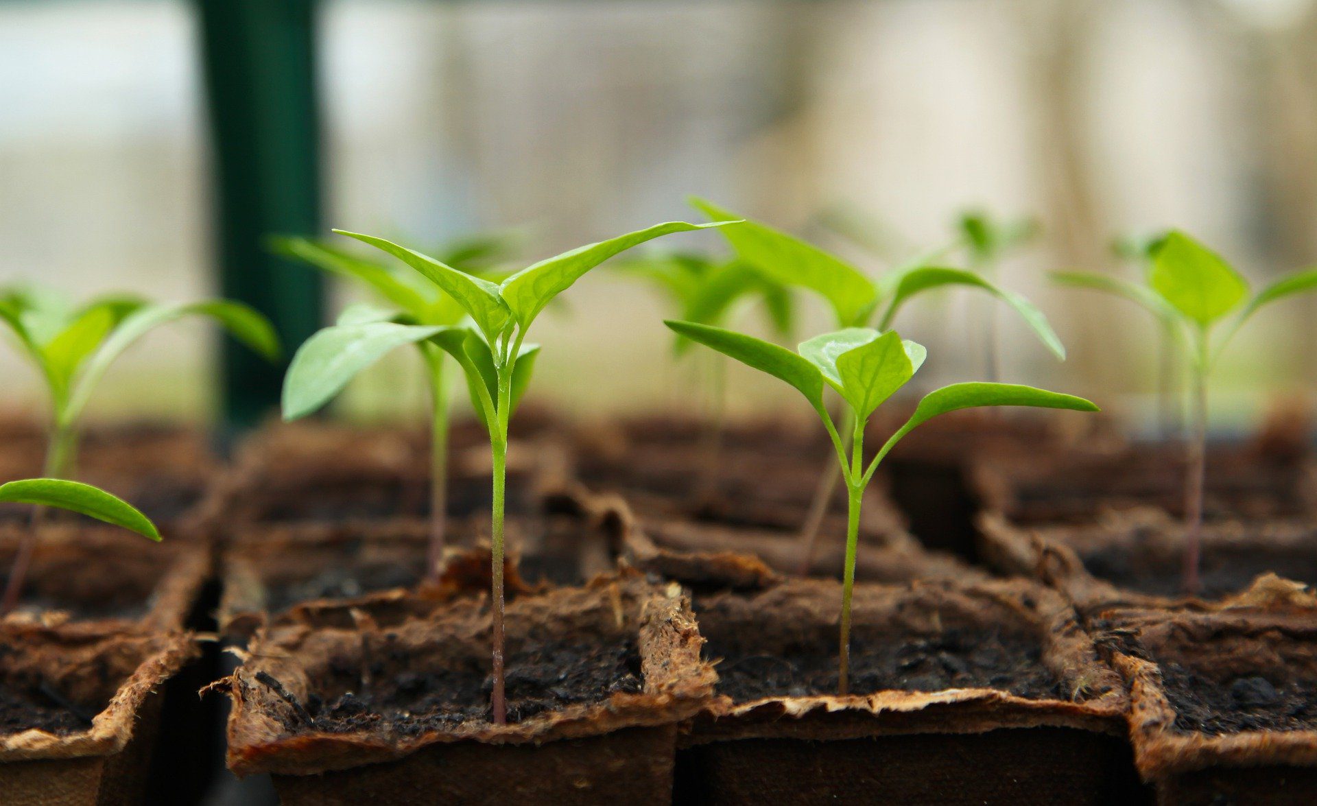 seedlings, 4 Ways To Make Better Use Of Your Garden All Year Round 