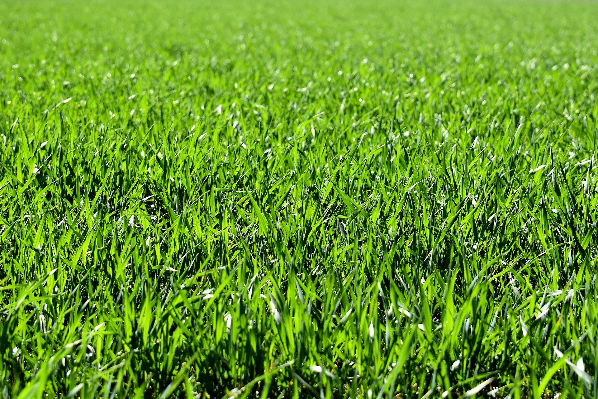 5 Reasons To Consider Artificial Grass For Your Garden