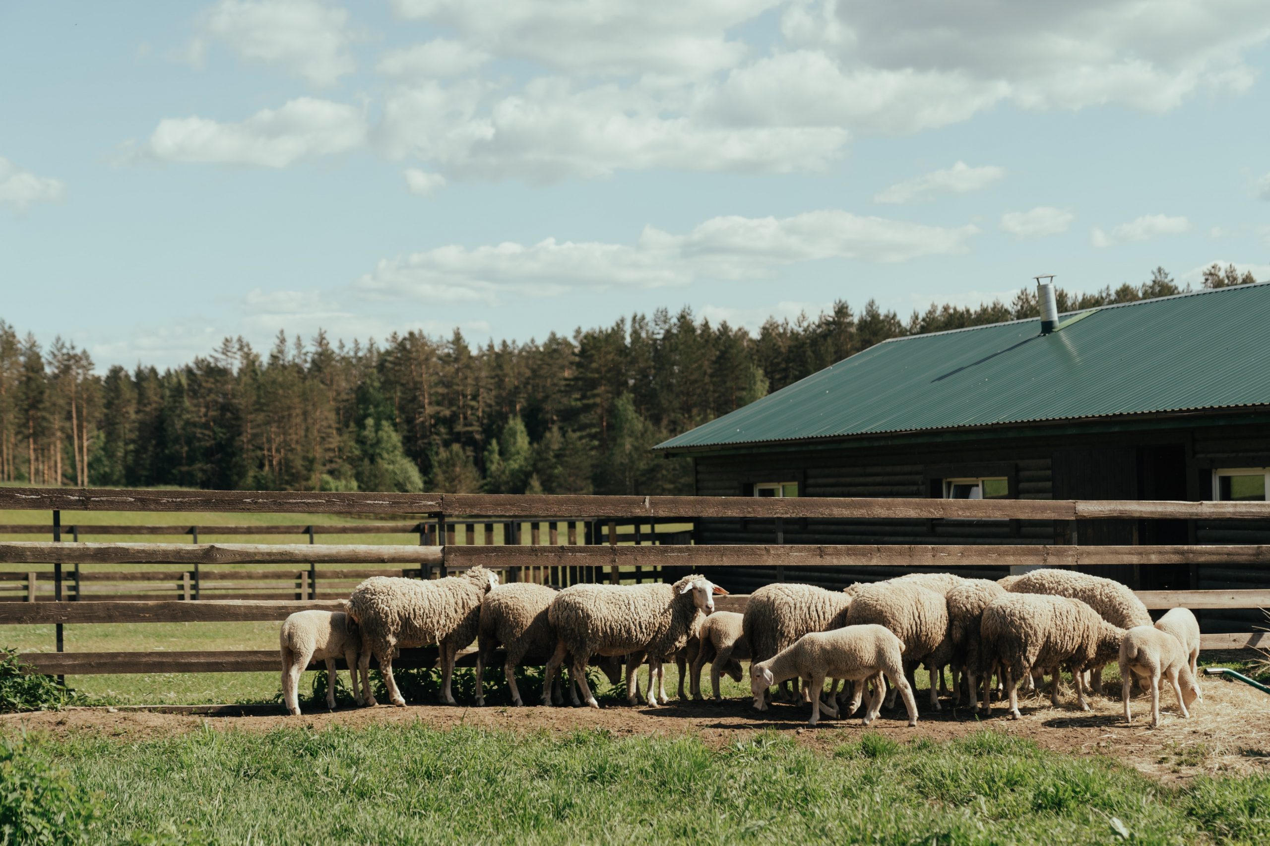 Homesteading Tips How To Make the Most Out Of Your Land; flock of white sheep grazing in a field
