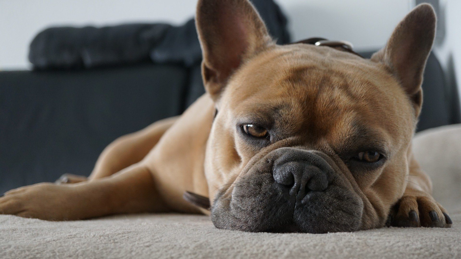 , french bulldog laying down, 3 Things That Can Sap Your Energy Levels