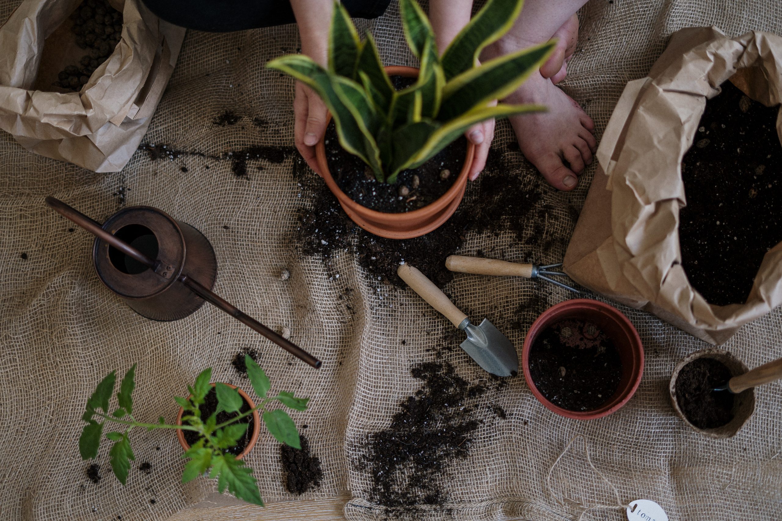 potting plants, How To Get Organised As A Newbie Gardener