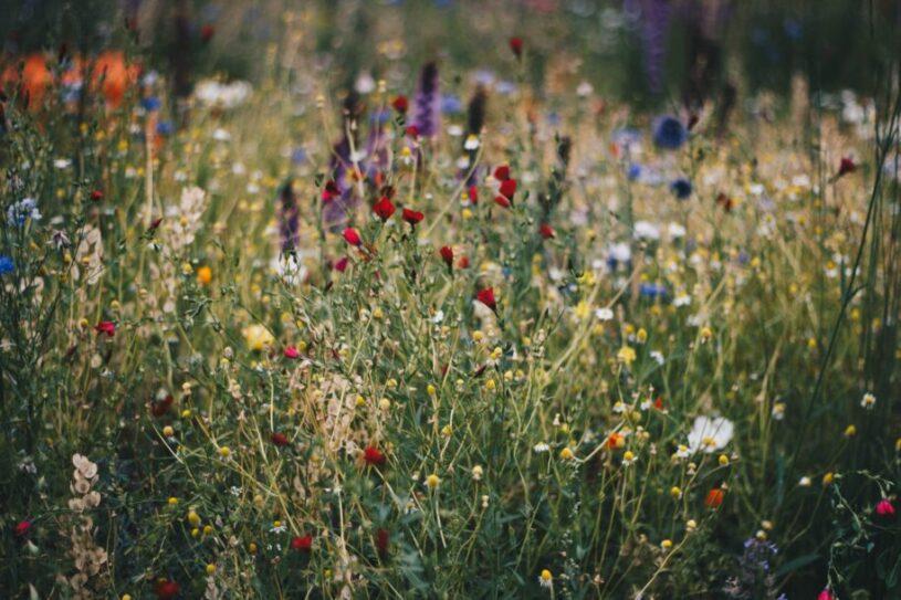 colourful wildflower poppy field, Make Your Garden More Manageable