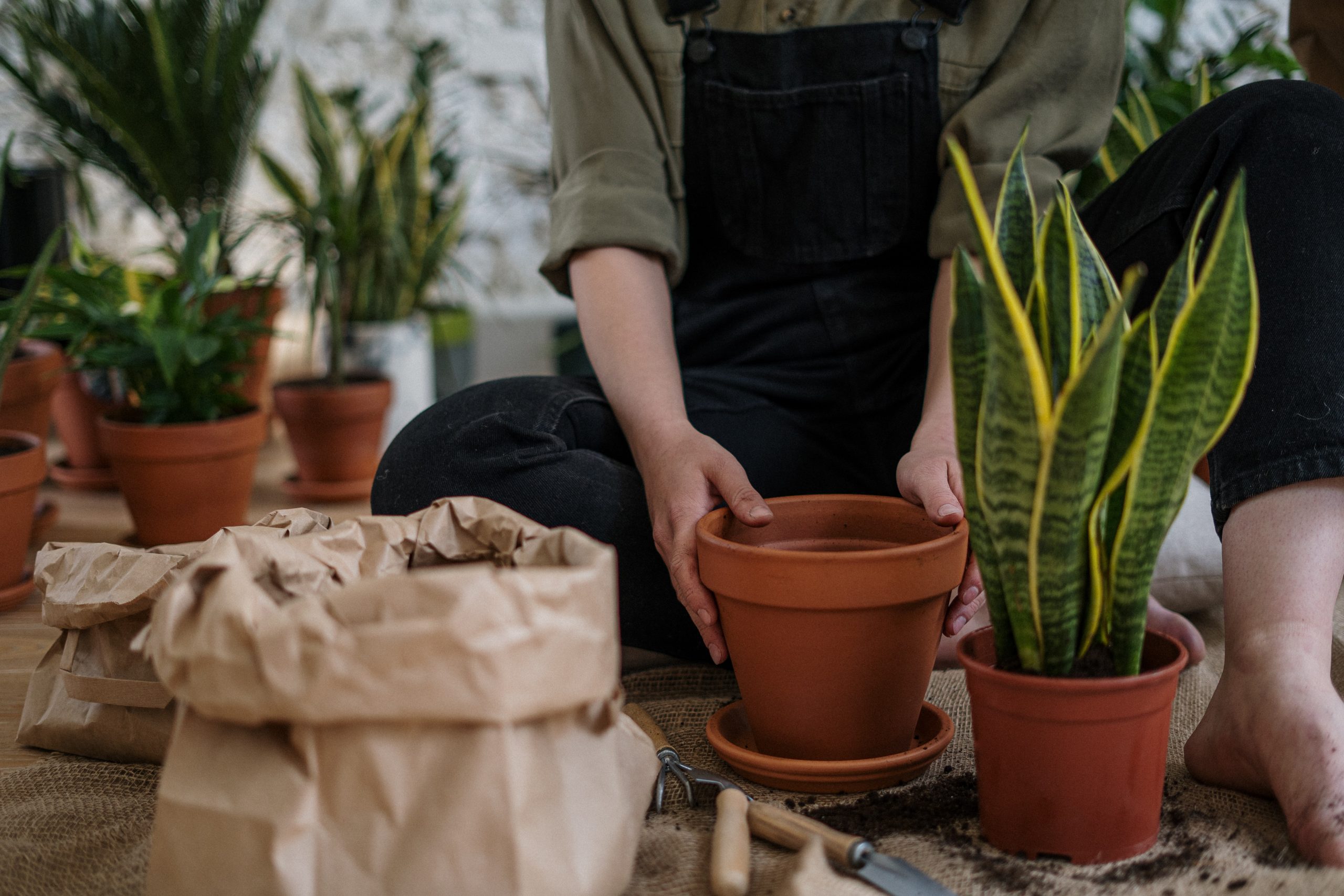 Person on overalls putting plants into pots