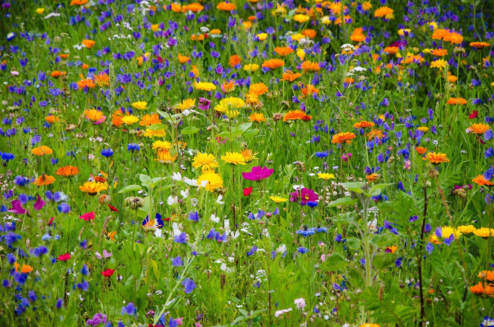 meadow of wildflowers; Making Your Garden More Environmentally Friendly