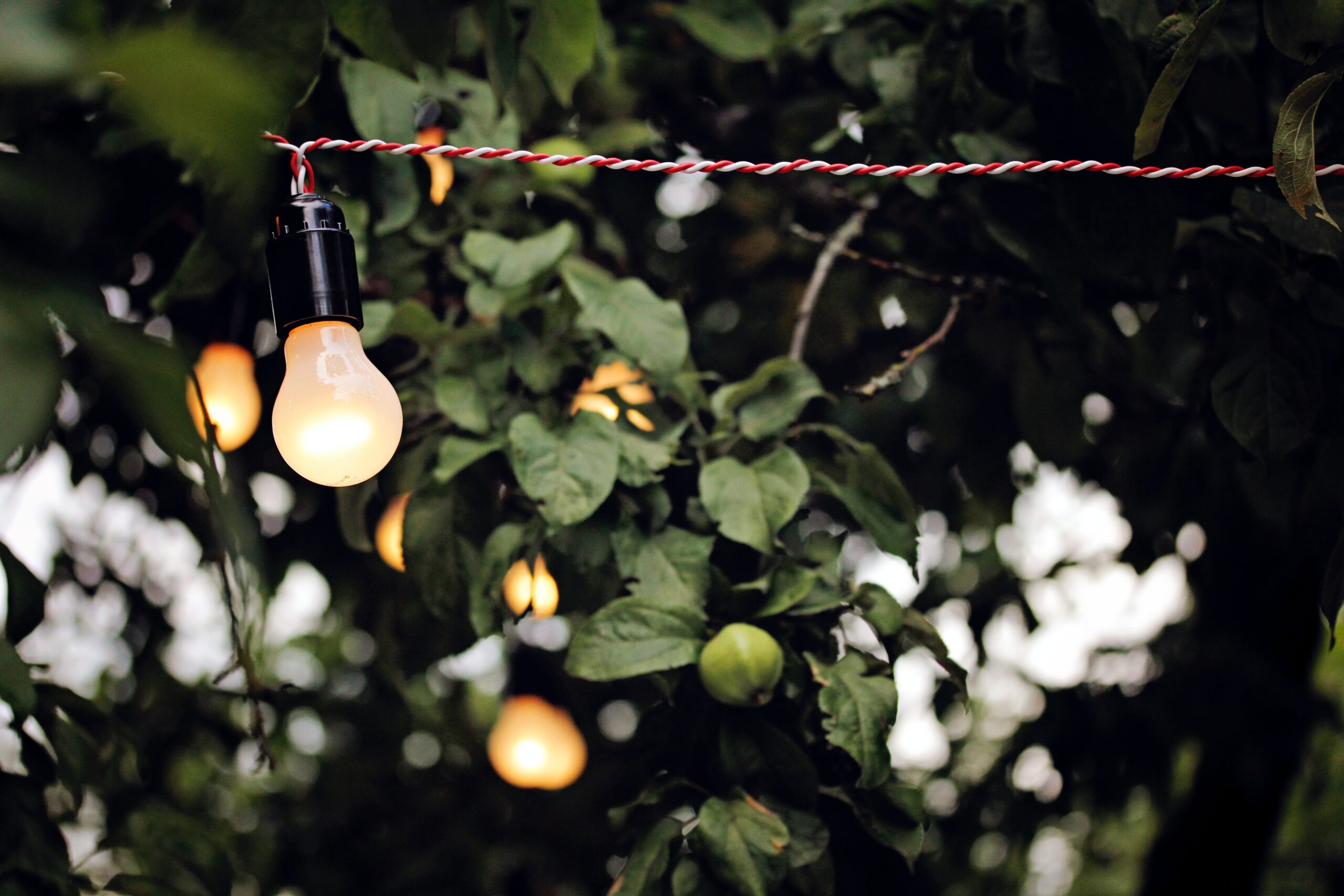 a string of bulb lights hanging in front of garden greenery; 5 Tips for Lighting Up Your Garden