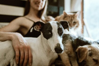 a woman out of focus smiling in the background, with a brown and white dog and a ginger cat in the foreground; How To Decide If You're Ready To Own A Pet