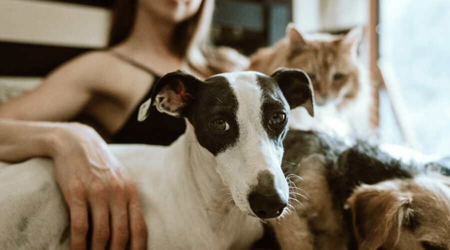 a woman out of focus smiling in the background, with a brown and white dog and a ginger cat in the foreground; How To Decide If You're Ready To Own A Pet