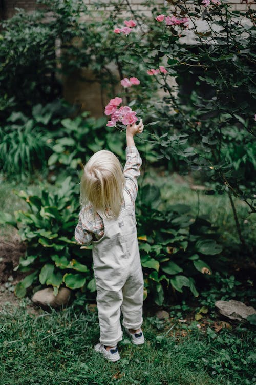 a young child with their back to the camera, reaching up to touch a pink flower in a lush green bush; How To Combat Mosquitos In And Around Your House