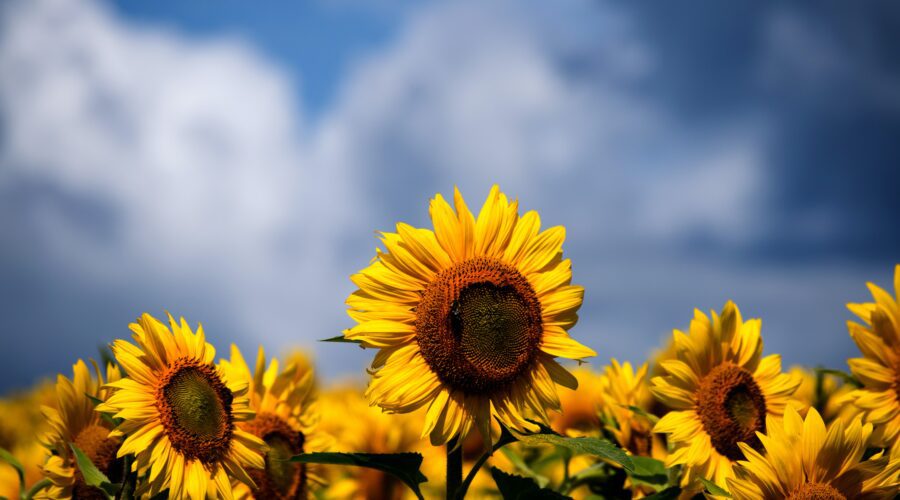 5 Spectacular Flowers For Your Garden