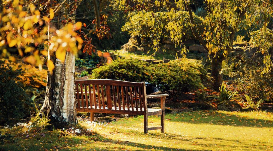 The image shows a wooden bench viewed from behind in the distance. It's surrounded by green trees and grass; Building Your Own Outdoor Furniture Advice For Eco-Conscious Amateur Carpenters