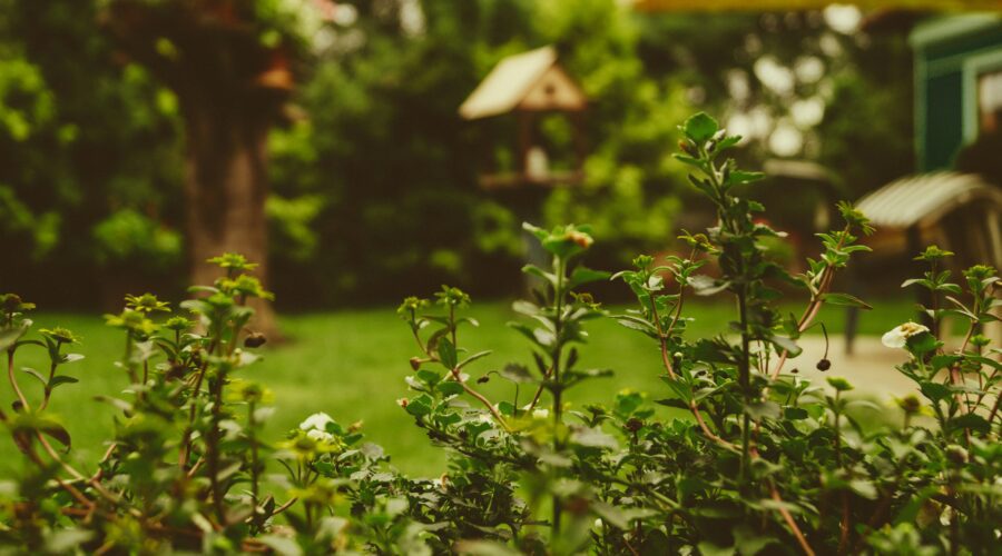 Want To Improve The Look Of Your Garden?