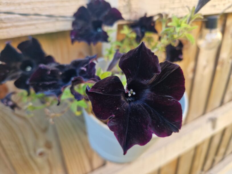 A black petunia in a hanging pot on a fence
