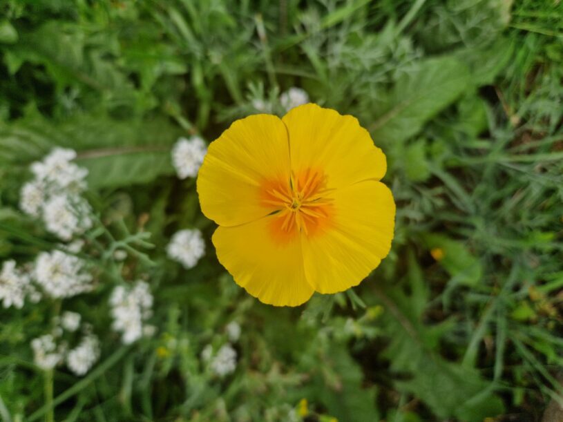 A birds eye view of a yellow California poppy - a round flower with four petals and a slightly darker yellow centre 