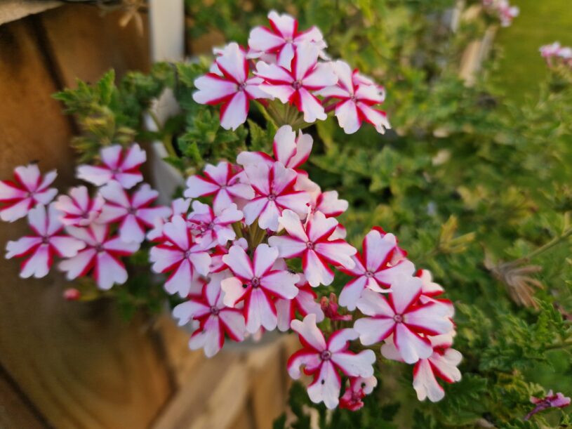 A "candy cane" variety of verbena - a red and white striped plant with lots of flower and foliage