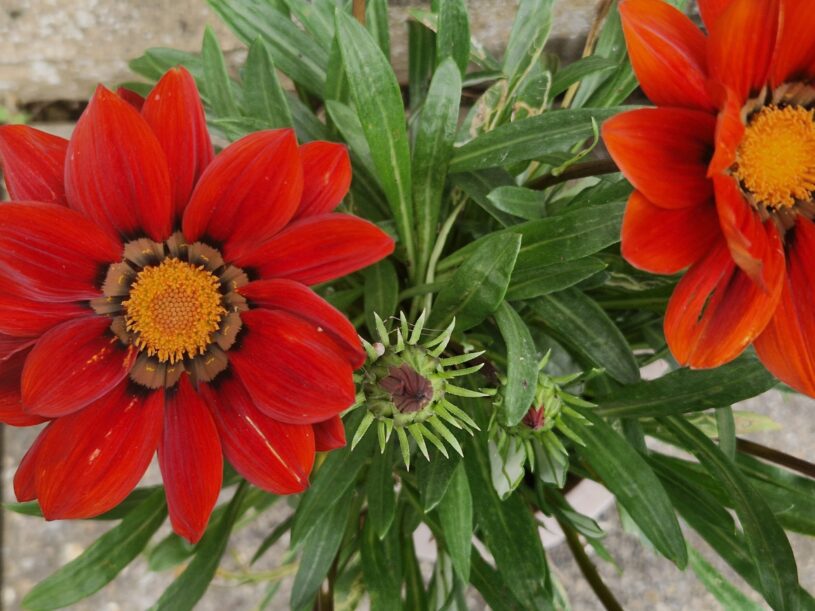 A birds eye view of a gazania plant - a daisy like orange plant with a yellow centre in the foreground and green foliage in the background