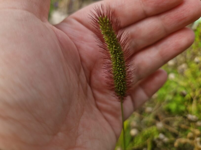 A strand of green foxtail grass self seeded from bird seed