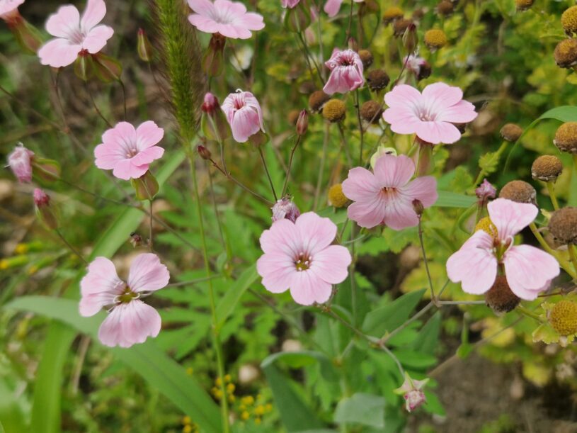 Gypsophila also known as cowherb. A small light pink flower with lots of green foliage