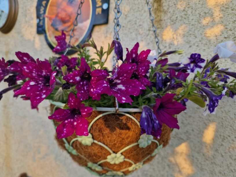 A hanging basket filled with purple specked petunias