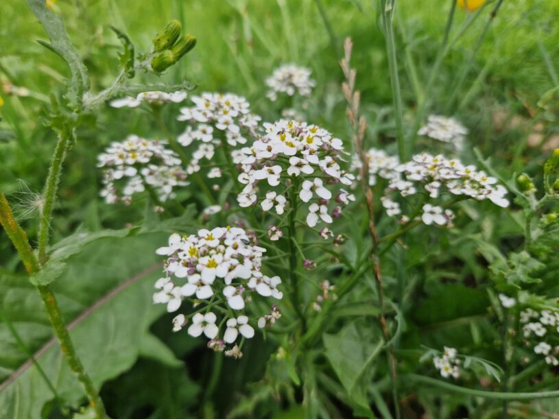 A side view of Iberis flower - also known as candytuft. A white flower with lots of little petals on each head